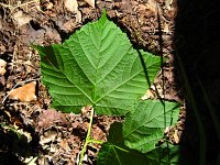 summer photograph Grijze_slangenbast_esdoorn__Acer_rufinerve__Snakebark_maple_Redvein_mapleimg_0400.jpg