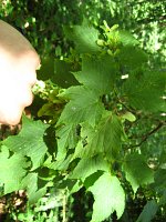 summer photograph Grijze_slangenbast_esdoorn__Acer_rufinerve__Snakebark_maple_Redvein_mapleimg_0436.jpg