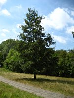 summer photograph Moseik__Quercus_cerris__Turkey_oakimg_2756.jpg