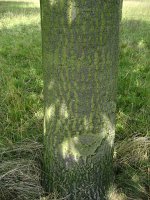 summer photograph Moseik__Quercus_cerris__Turkey_oakimg_2757.jpg