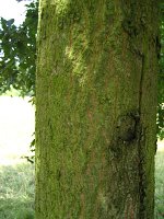 summer photograph Moseik__Quercus_cerris__Turkey_oakimg_2760.jpg