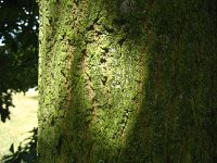 summer photograph Moseik__Quercus_cerris__Turkey_oakimg_2761.jpg