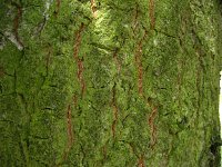 summer photograph Moseik__Quercus_cerris__Turkey_oakimg_2762.jpg