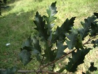 summer photograph Moseik__Quercus_cerris__Turkey_oakimg_2764.jpg