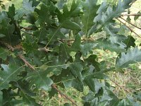 summer photograph Moseik__Quercus_cerris__Turkey_oakimg_2765.jpg