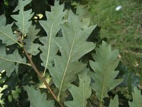 summer photograph Moseik__Quercus_cerris__Turkey_oakimg_2766.jpg