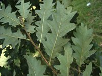 summer photograph Moseik__Quercus_cerris__Turkey_oakimg_2767.jpg