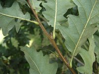 summer photograph Moseik__Quercus_cerris__Turkey_oakimg_2768.jpg