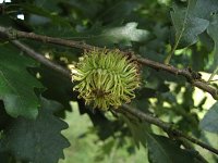 summer photograph Moseik__Quercus_cerris__Turkey_oakimg_2769.jpg