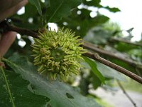 summer photograph Moseik__Quercus_cerris__Turkey_oakimg_2770.jpg