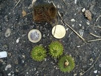 summer photograph Moseik__Quercus_cerris__Turkey_oakimg_2771.jpg