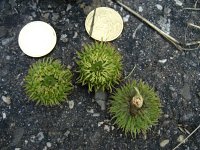 summer photograph Moseik__Quercus_cerris__Turkey_oakimg_2772.jpg