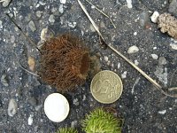 summer photograph Moseik__Quercus_cerris__Turkey_oakimg_2773.jpg