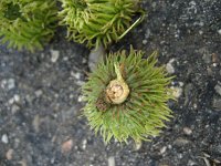 summer photograph Moseik__Quercus_cerris__Turkey_oakimg_2775.jpg