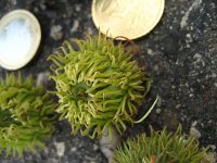 summer photograph Moseik__Quercus_cerris__Turkey_oakimg_2776.jpg