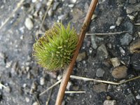 summer photograph Moseik__Quercus_cerris__Turkey_oakimg_2777.jpg