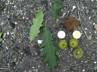 summer photograph Moseik__Quercus_cerris__Turkey_oakimg_2778.jpg