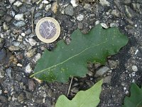 summer photograph Moseik__Quercus_cerris__Turkey_oakimg_2779.jpg