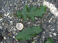 summer photograph Moseik__Quercus_cerris__Turkey_oakimg_2780.jpg