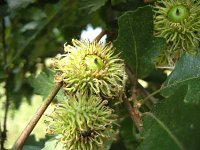 summer photograph Moseik__Quercus_cerris__Turkey_oakimg_2781.jpg
