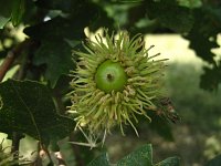 summer photograph Moseik__Quercus_cerris__Turkey_oakimg_2782.jpg