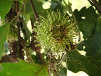 summer photograph Moseik__Quercus_cerris__Turkey_oakimg_2783.jpg