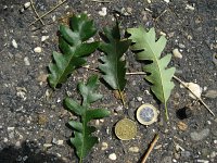 summer photograph Moseik__Quercus_cerris__Turkey_oakimg_2784.jpg