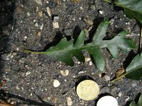 summer photograph Moseik__Quercus_cerris__Turkey_oakimg_2785.jpg
