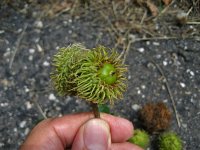 summer photograph Moseik__Quercus_cerris__Turkey_oakimg_2786.jpg