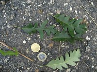 summer photograph Moseik__Quercus_cerris__Turkey_oakimg_2787.jpg