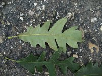 summer photograph Moseik__Quercus_cerris__Turkey_oakimg_2788.jpg