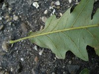 summer photograph Moseik__Quercus_cerris__Turkey_oakimg_2789.jpg