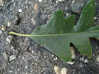 summer photograph Moseik__Quercus_cerris__Turkey_oakimg_2790.jpg