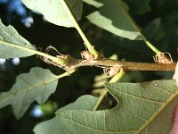 summer photograph Moseik__Quercus_cerris__Turkey_oakimg_2791.jpg