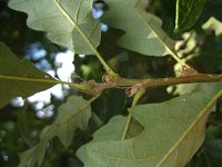 summer photograph Moseik__Quercus_cerris__Turkey_oakimg_2792.jpg