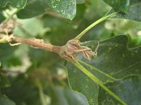 summer photograph Moseik__Quercus_cerris__Turkey_oakimg_2793.jpg