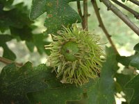 summer photograph Moseik__Quercus_cerris__Turkey_oakimg_2796.jpg