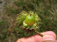 summer photograph Moseik__Quercus_cerris__Turkey_oakimg_2798.jpg