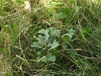 summer photograph Moseik__Quercus_cerris__Turkey_oakimg_2799.jpg