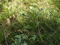 summer photograph Moseik__Quercus_cerris__Turkey_oakimg_2800.jpg