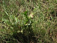 summer photograph Moseik__Quercus_cerris__Turkey_oakimg_2801.jpg