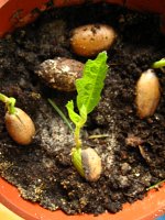 summer photograph Moseik__Quercus_cerris__Turkey_oakimg_5409.jpg