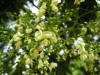 summer photograph Pagodeboom_Honingboom__Saphora_japonica__Japanese_scholartreeimg_2599.jpg