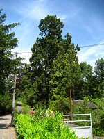 summer photograph Reuze_sequoia_Mammoetboom__Sequoiadendron_giganteum__Giant_sequoiaimg_0441.jpg