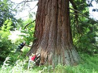 summer photograph Reuze_sequoia_Mammoetboom__Sequoiadendron_giganteum__Giant_sequoiaimg_0451.jpg