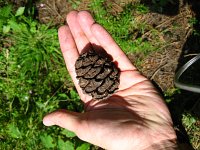 summer photograph Reuze_sequoia_Mammoetboom__Sequoiadendron_giganteum__Giant_sequoiaimg_0457.jpg