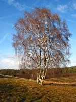 summer photograph Ruwe_berk__Betula_pendula__European_whitebirchimg_4910.jpg