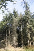 summer photograph Sitkaspar__Picea_sitchensis__Sitka_spruceimg_4680.jpg