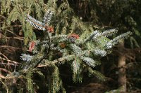 summer photograph Sitkaspar__Picea_sitchensis__Sitka_spruceimg_4683.jpg