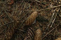 summer photograph Sitkaspar__Picea_sitchensis__Sitka_spruceimg_4697.jpg